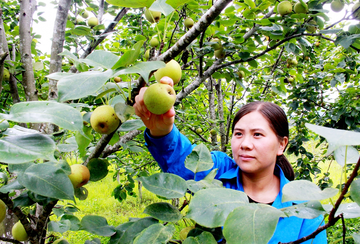 Những cây trồng đặc trưng đang giúp HTX, nông dân ở Đồng Văn vươn lên thoát nghèo &lpar;Ảnh: BHG&rpar;.