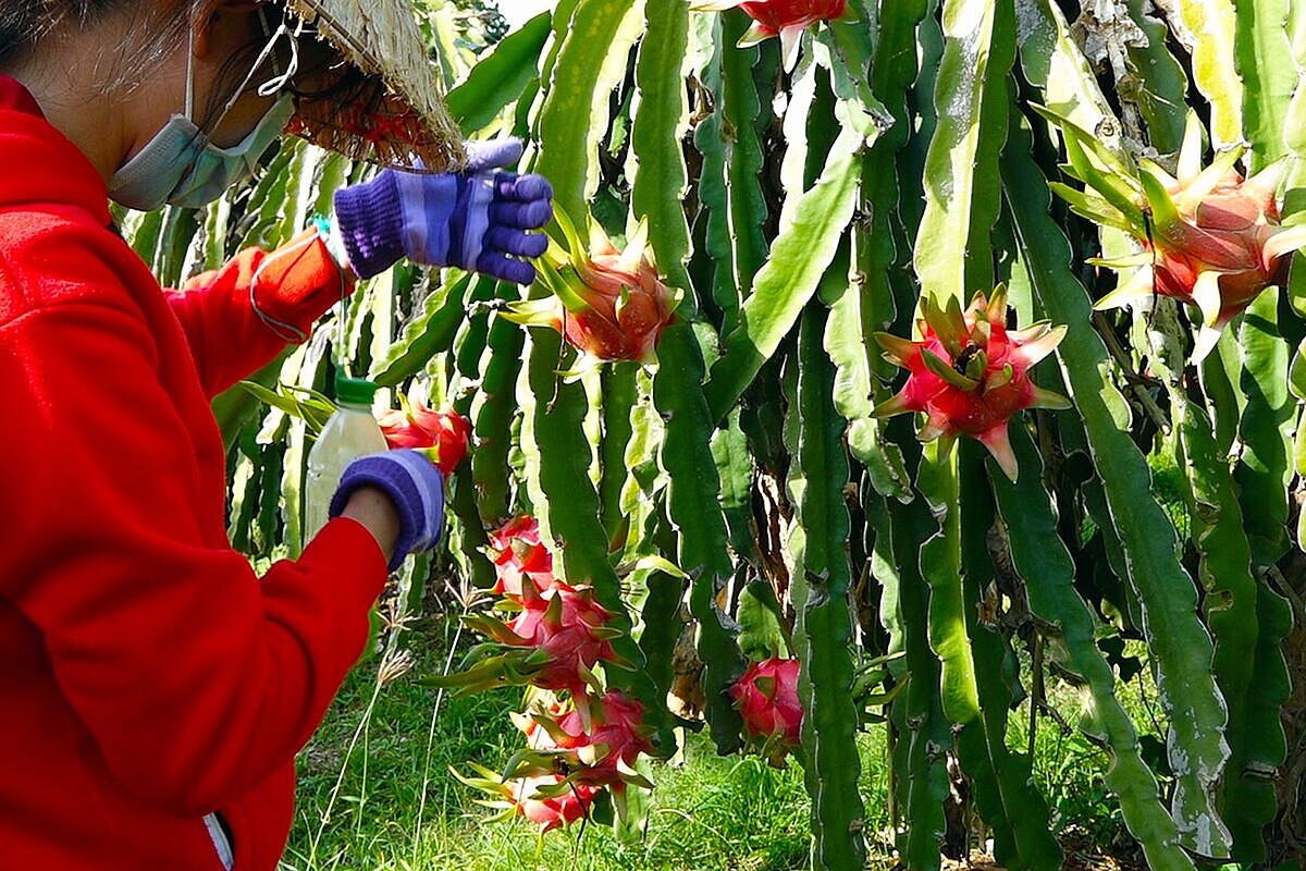 Liên kết chuỗi, hoàn thiện quy trình sản xuất theo tiêu chuẩn GlobalGAP, mở ra cơ hội xuất khẩu cho quả thanh long Bình Thuận sang những thị trường khó tính như EU, Nhật Bản, Úc và Hàn Quốc. &lpar;Ảnh BBT&rpar;