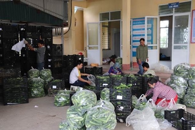 Các HTX hoạt động hiệu quả trên địa bàn tỉnh ngày càng tăng do đã thích ứng được với những điều kiện khắt khe của kinh tế thị trường.