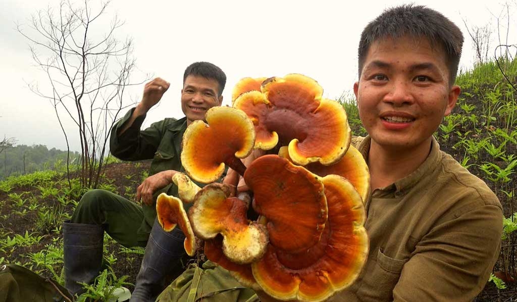 Nấm lim xanh luôn được tìm kiếm và nhu cầu tiêu thụ ngày một lớn.