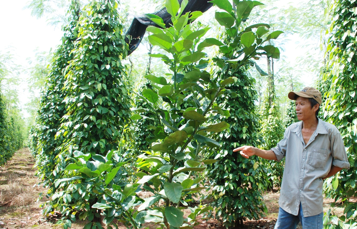 Chuyển đổi sản xuất theo hướng hàng hóa giúp đồng bào dân tộc thiểu số huyện Lộc Ninh làm giàu.