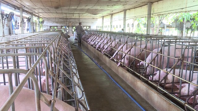 Mô hình chăn nuôi chất lượng cao mang lại thu nhập cho người dân.