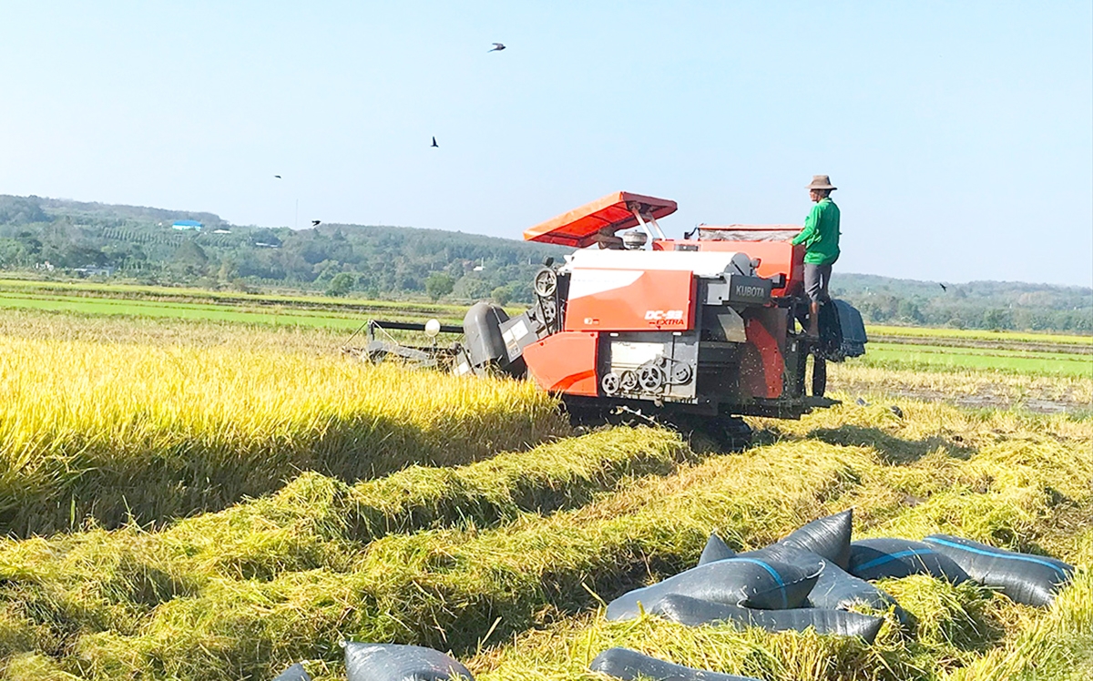 Huyện Lộc Ninh định hướng phát triển nông nghiệp theo hướng liên kết, nâng cao giá trị gia tăng.