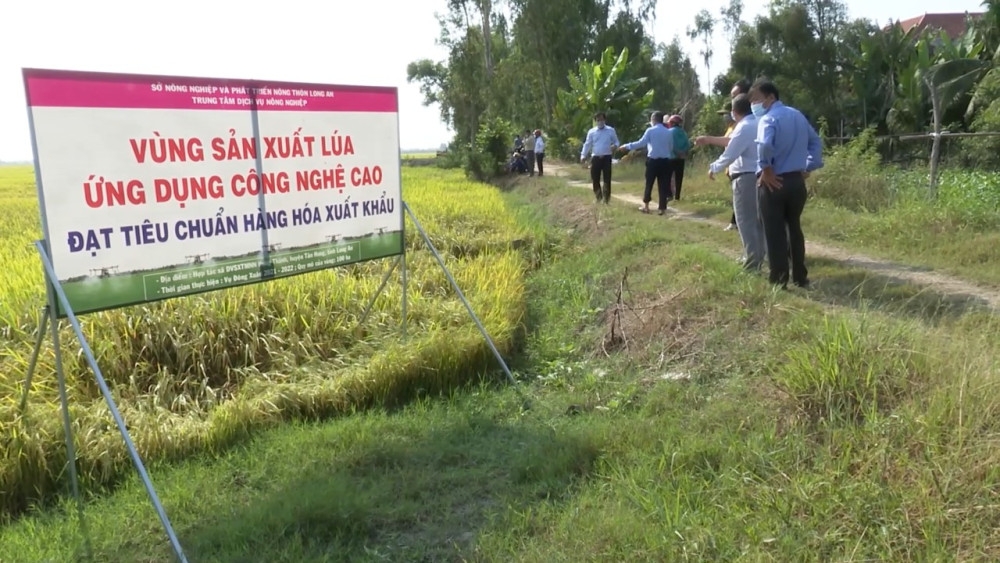 Sản xuất lúa ứng dụng công nghệ cao đang được các HTX Nông nghiệp ở Long An phát huy hiệu quả, đem lại sức sống mới cho sản xuất nông nghiệp trên địa bàn. Ảnh BLA