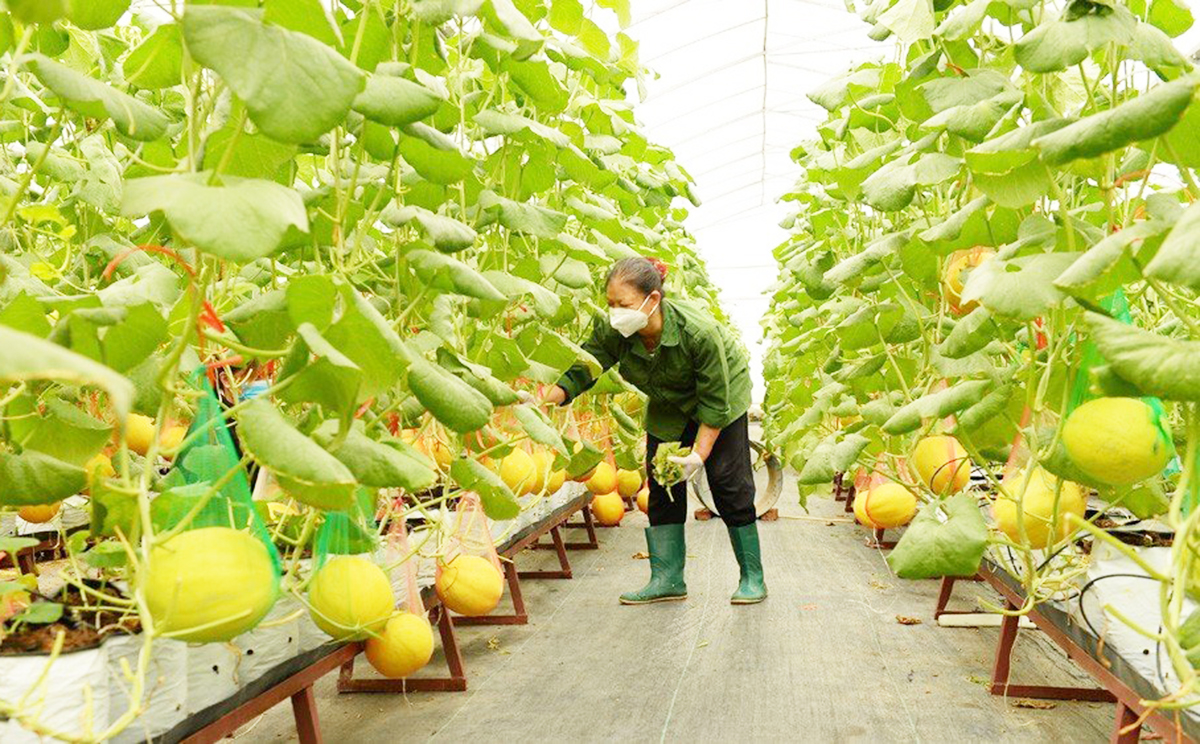 Nông sản được gắn mã QR giống như có hộ chiếu xanh mở cửa thị trường.