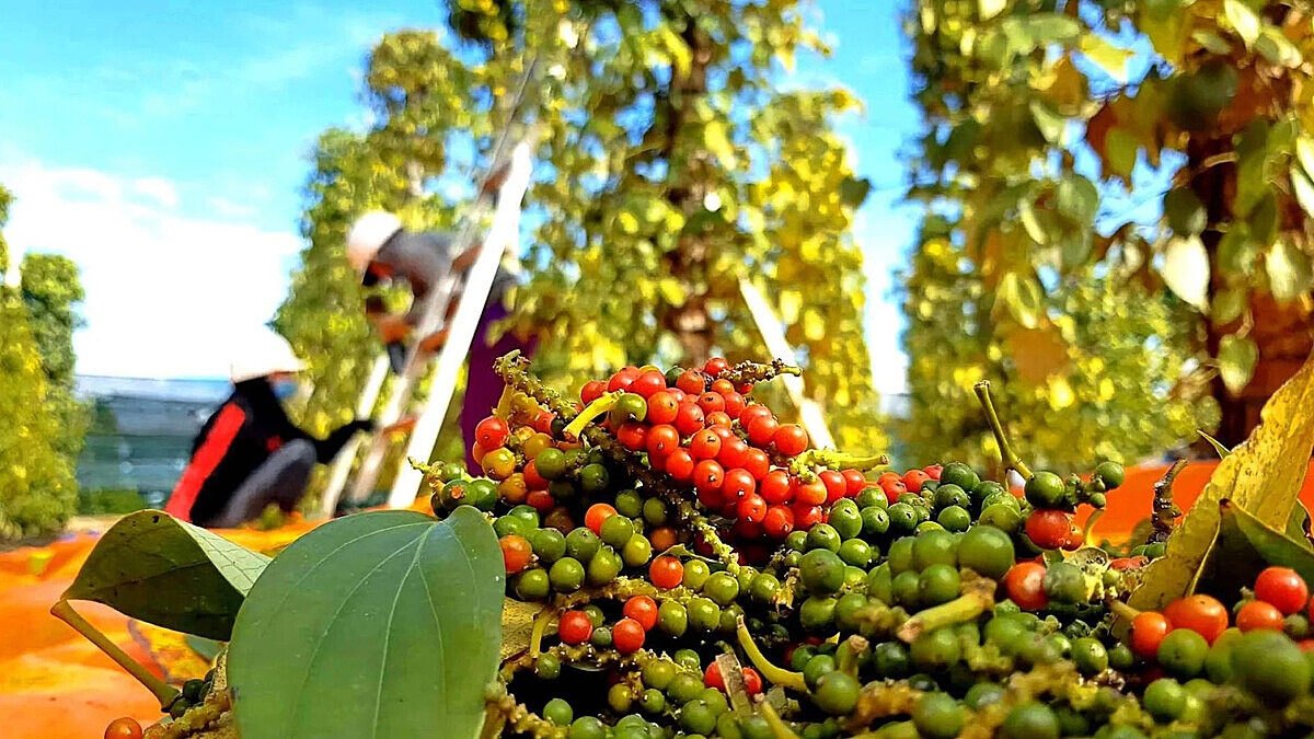 Giá tiêu đồng loạt giảm ở các địa phương.