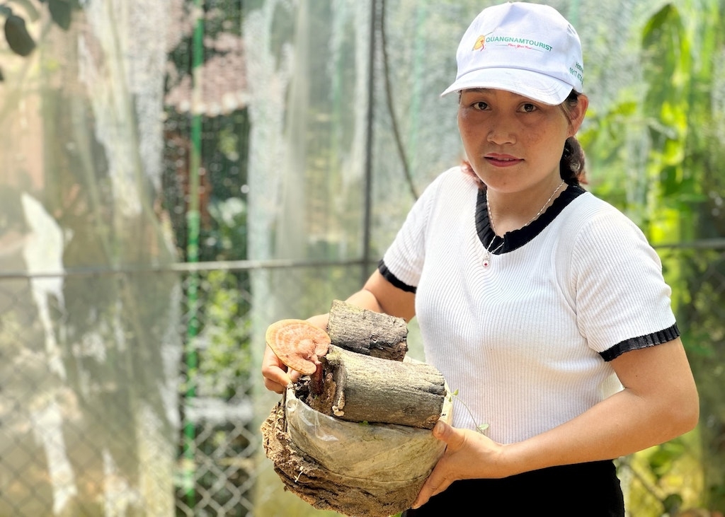 Chị Hồ Thị Danh, Giám đốc HTX Xây dựng, nông lâm nghiệp, thương mại dịch vụ Thiên Danh, đã thành công trong việc nuôi cấy nấm lim xanh trên giá thể nhánh cây lim.