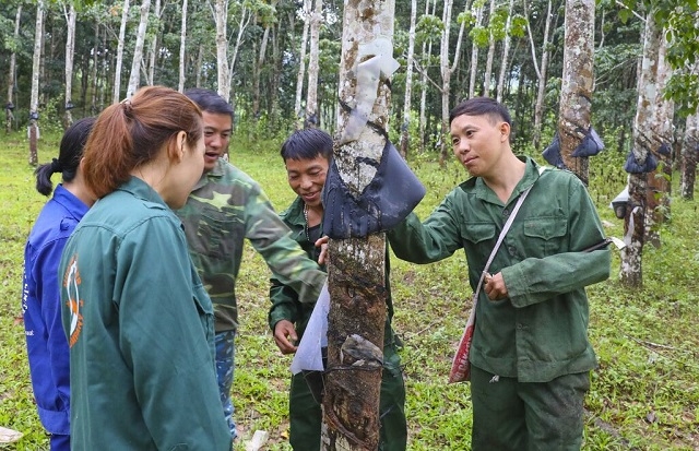 Mường Nhé đã định hướng người dân chuyển đổi dần sang trồng cây lâu năm, nhờ đó đã mở hướng thoát nghèo cho nhiều hộ dân.