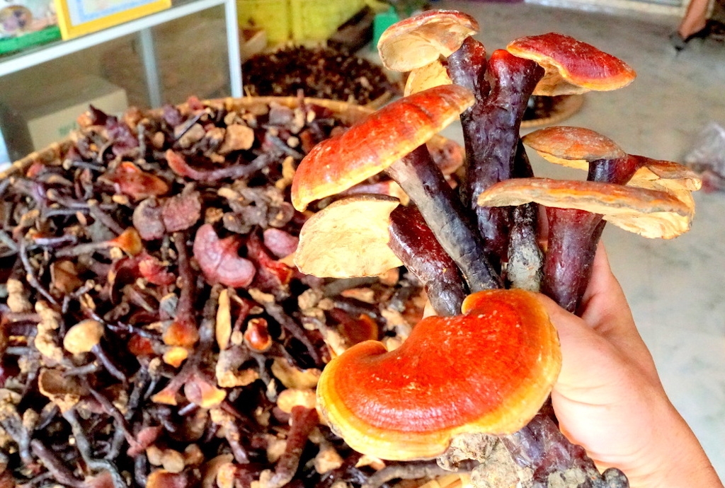 Cần nhân rộng mô hình trồng nấm lim xanh ở Trà Đốc nhằm giúp người dân địa phương phát triển sinh kế bền vững, vươn lên thoát nghèo.