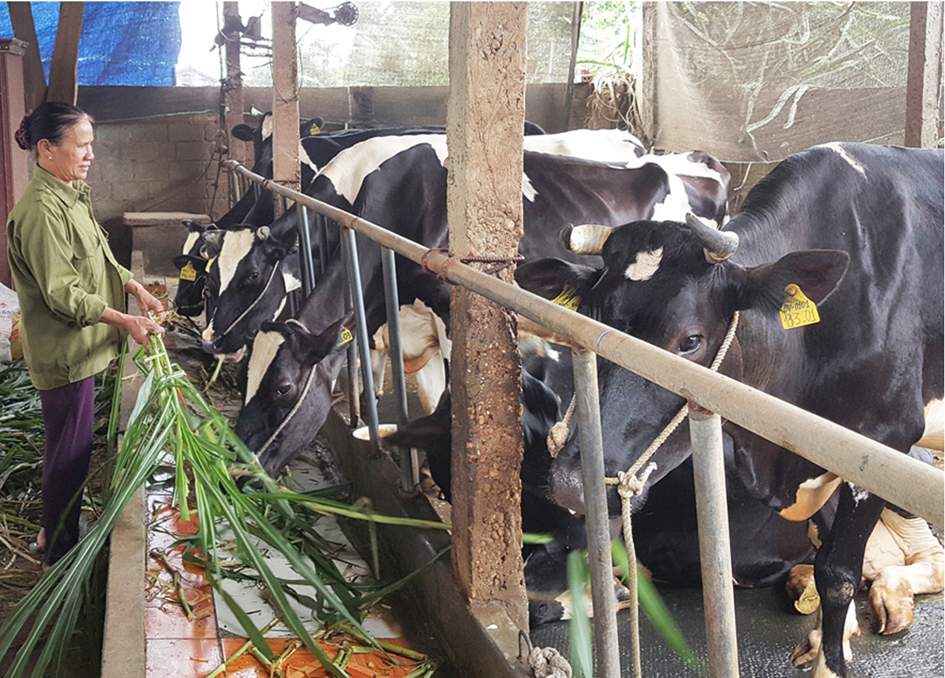 Mô hình chăn nuôi khép kín của HTX đầu tư nông trại xanh và phát triển bò đã và đang đạt được kết quả khả quan.