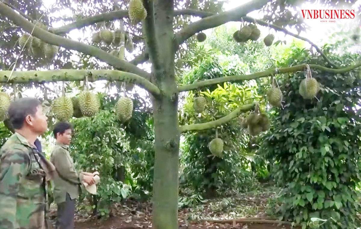 Nhờ trồng sầu riêng xen canh hồ tiêu đã giúp nông dân thắng lớn, cuộc sống đổi thay từng ngày.