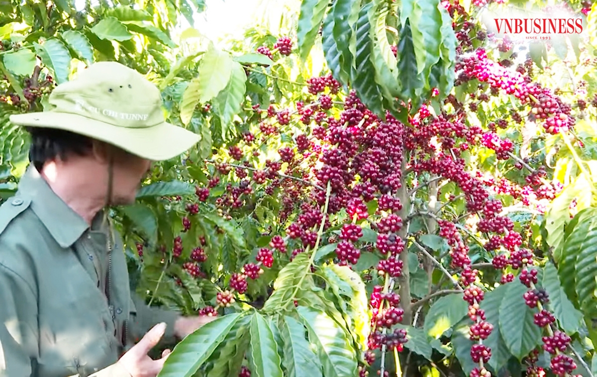 Cùng với sầu riêng, bơ... giá cà phê tăng cao đang mang lại nguồn thu lớn cho các hộ nông dân ở Đắk Lắk.