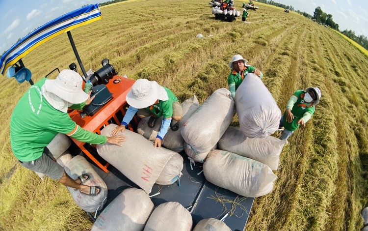 Phát triển CĐL tạo thuận lợi cho cơ giới hóa đồng bộ.