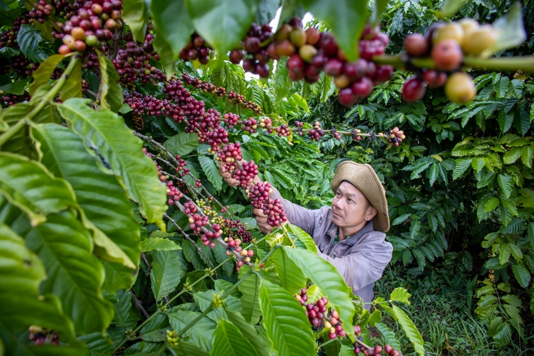 Cây cà phê được xem là cây trồng chủ lực, mang lại nguồn thu lớn cho nông dân ở Đắk Lắk. Ảnh BĐL