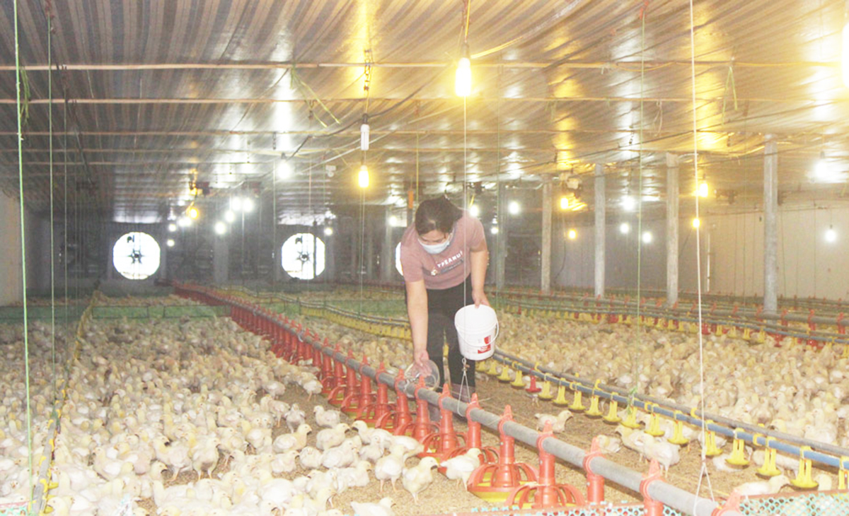 Thay đổi cách nghĩ cách làm giúp người dân tộc thiểu số ở Thái Nguyên làm giàu.