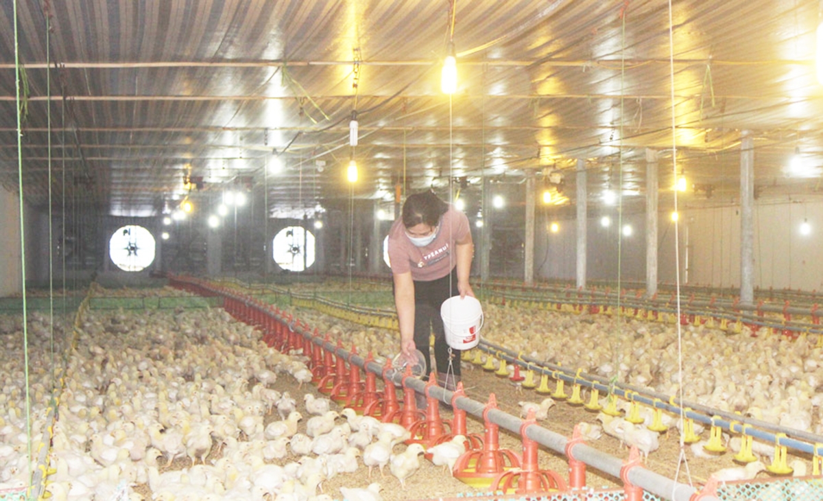 Thay đổi cách nghĩ cách làm giúp người dân tộc thiểu số ở Thái Nguyên làm giàu.