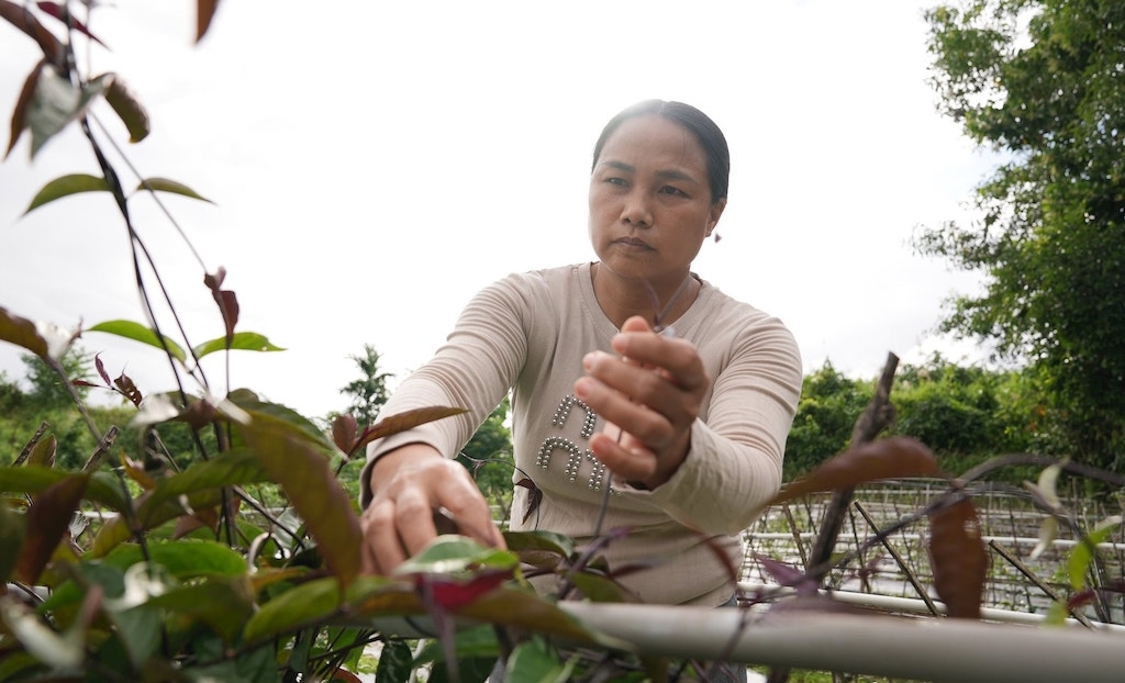 HTX Nông nghiệp và dịch vụ tổng hợp Phước Năng đang nỗ lực mở rộng diện tích trồng cây dược liệu là ba kích tím.