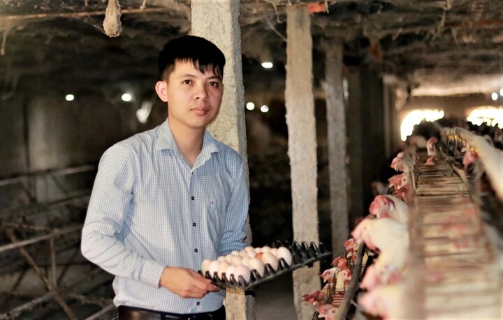 Mô hình nuôi gà siêu đẻ trứng của anh Nguyễn Như Đức cho doanh thu cao.