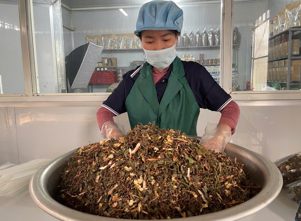 HTX Sản xuất nông sản và dược liệu Kiên Nga đang tập trung vào khâu chế biến những sản phẩm từ dược liệu nhằm đáp ứng nhu cầu thị trường.