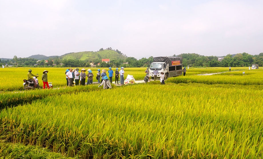 Trồng lúa hàng hóa là thế mạnh ở Sóc Trăng.
