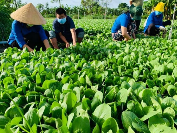 Thành viên HTX Thương mại dịch vụ nông nghiệp sạch Mỹ Phong thu hoạch rau màu.