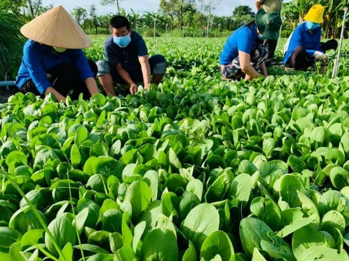 Thành viên HTX Thương mại dịch vụ nông nghiệp sạch Mỹ Phong thu hoạch rau màu.