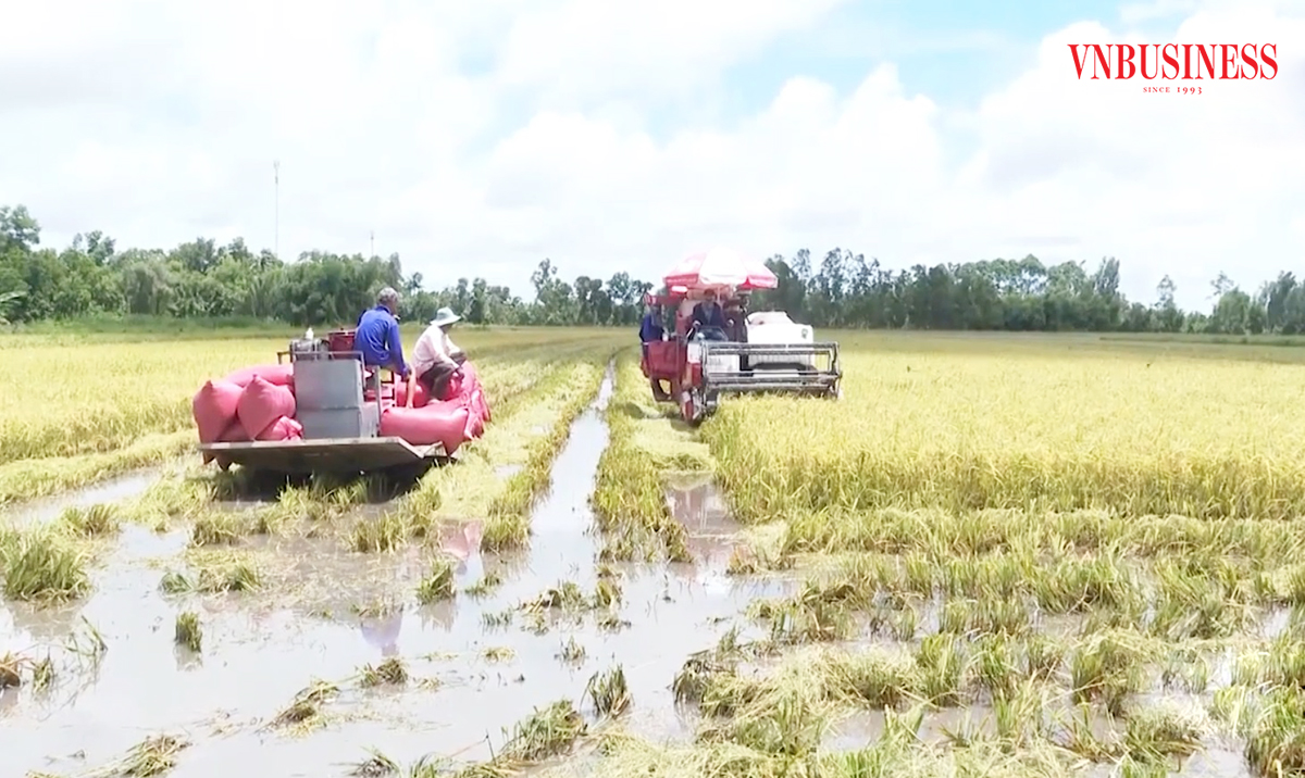 Liên kết sản xuất trong HTX, tổ hợp tác giúp nông dân nâng cao nội lực, tăng giá trị kinh tế.