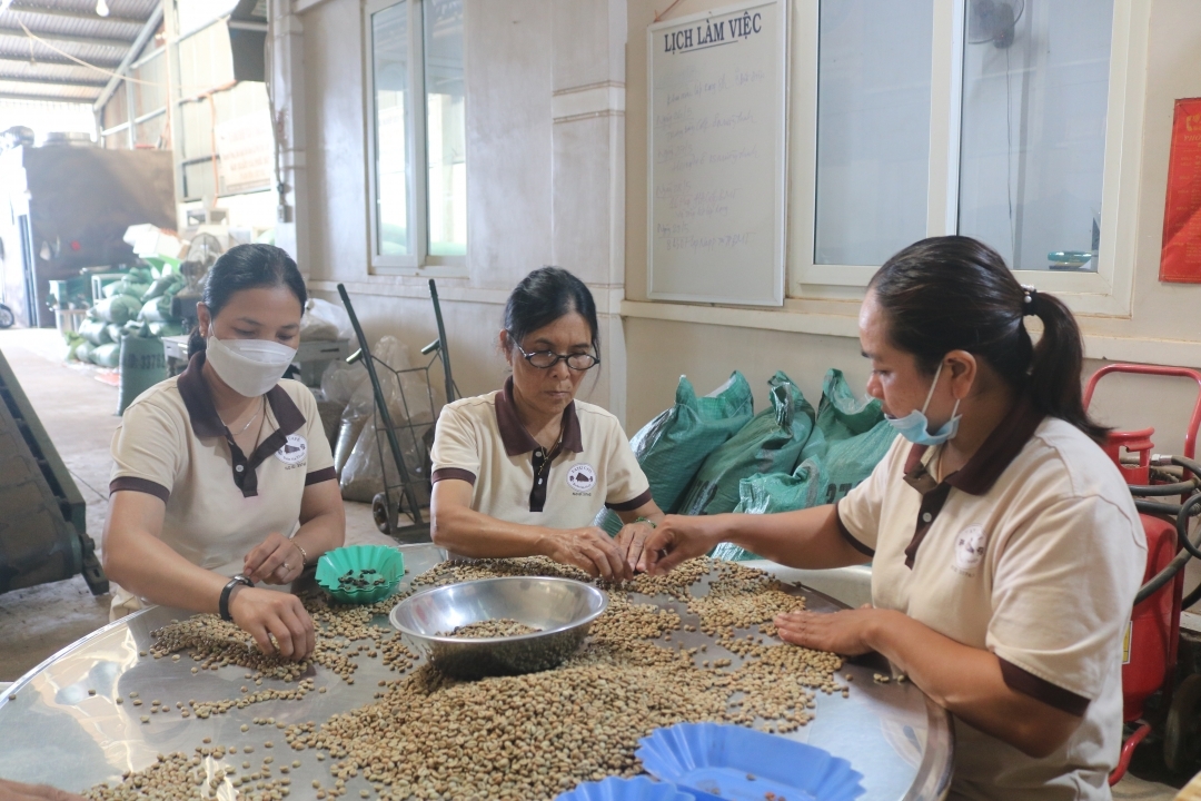 Phân loại cà phê ở HTX Nông nghiệp dịch vụ Công Bằng Ea Tu &lpar;xã Ea Tu, TP. Buôn Ma Thuột, Đắk Lắk&rpar;. Ảnh BĐL