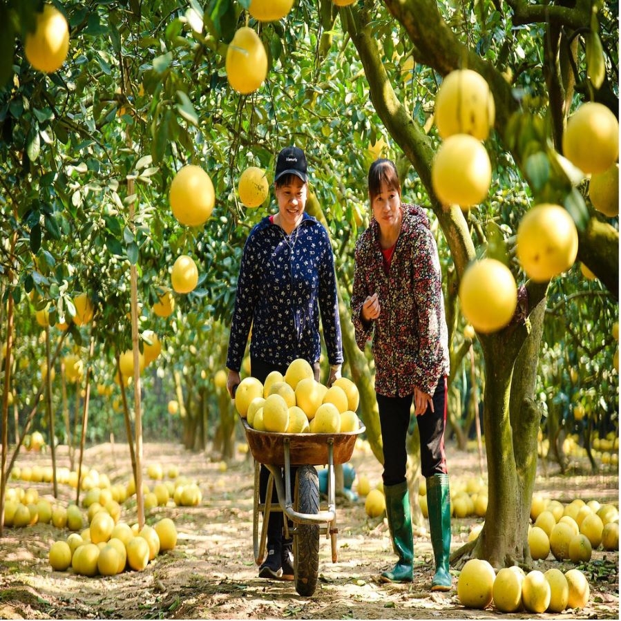 Tham gia HTX và tổ hợp tác giúp nâng cao giá trị nông sản, từ đó tăng thu nhập, góp phần vào công tác giảm nghèo bền vững.