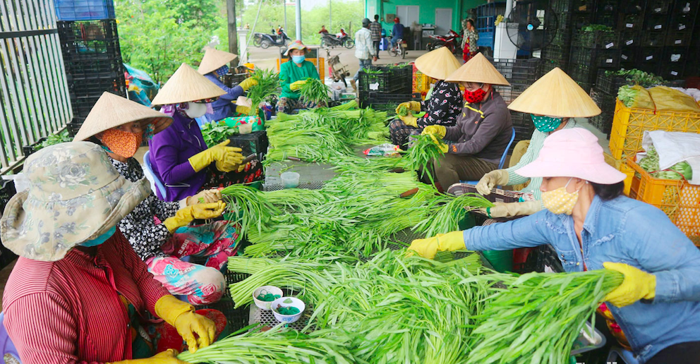 HTX Rau an toàn Tân Đông sản xuất và cung ứng 49 chủng rau loại rau, củ, quả các loại.