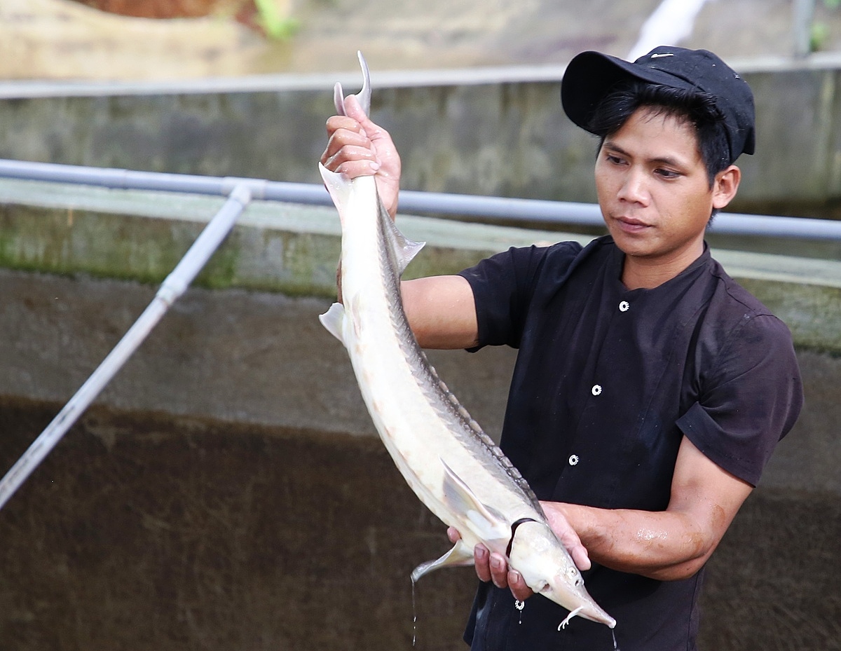 Cá tầm đã được nuôi thành công tại Sơn Tây, tạo thu nhập ổn định cho nhiều hộ gia đình &lpar;ảnh TL&rpar;.