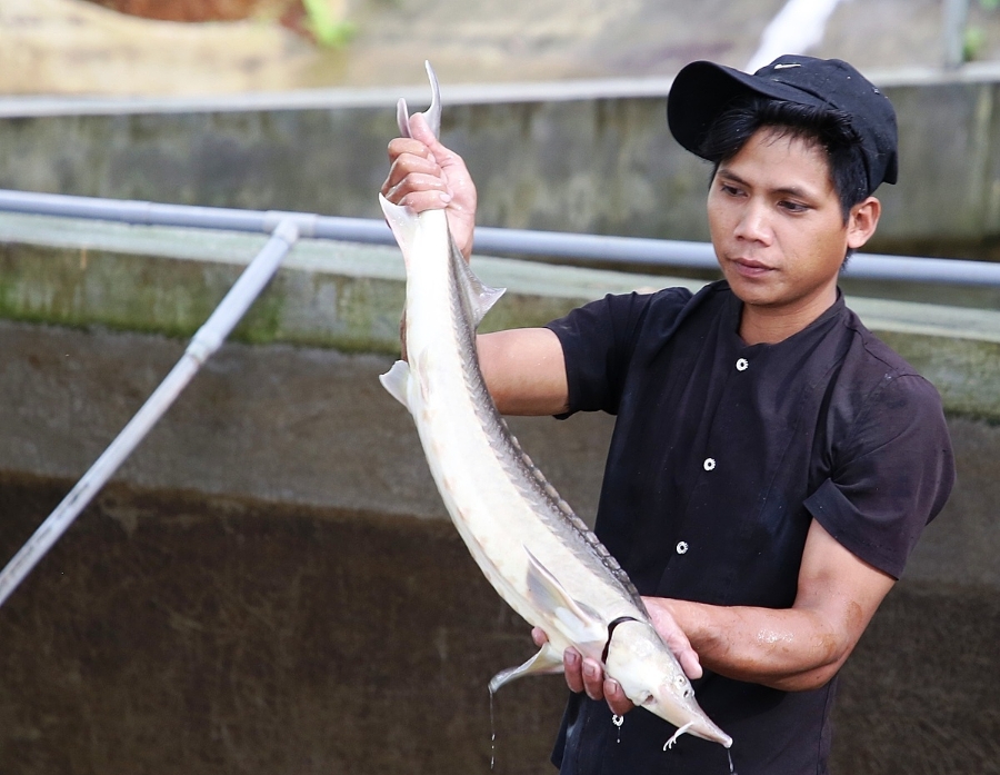 Cá tầm đã được nuôi thành công tại Sơn Tây, tạo thu nhập ổn định cho nhiều hộ gia đình &lpar;ảnh TL&rpar;.