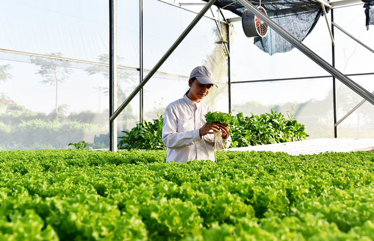 Nông nghiệp công nghệ cao là định hướng được tỉnh Tuyên Quang tiếp tục đẩy mạnh.