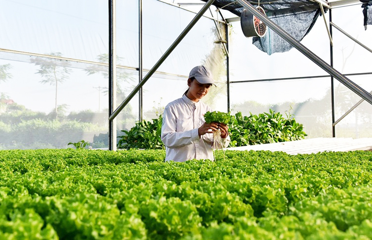 Nông nghiệp công nghệ cao là định hướng được tỉnh Tuyên Quang tiếp tục đẩy mạnh.