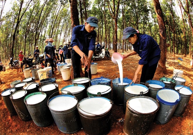 Cổ phiếu cao su đang chịu áp lực giảm mạnh.