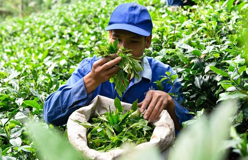 HTX Dịch vụ Nông lâm nghiệp Bình Sơn đã giúp 20 thành viên chính thức và hàng trăm thành viên liên kết có việc làm, tăng thu nhập từ cây chè chát của địa phương.