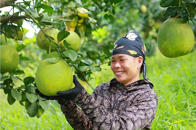 Nhiều diện tích cho thu hoạch, tạo thu nhập ổn định cho người dân, nhiều hộ dân đã thoát nghèo, vươn lên làm giàu.