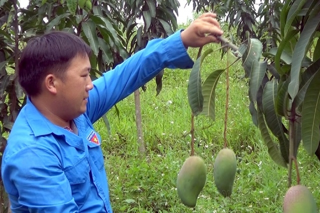 Các HTX đã tiên phong trong liên kết trồng, chế biến, tiêu thụ sản phẩm theo chuỗi giá trị.