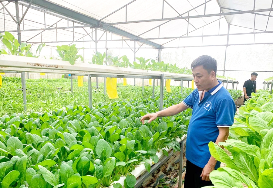 Ứng dụng công nghệ cao là chìa khóa giúp nông dân, HTX ở Tuyên Quang làm giàu.