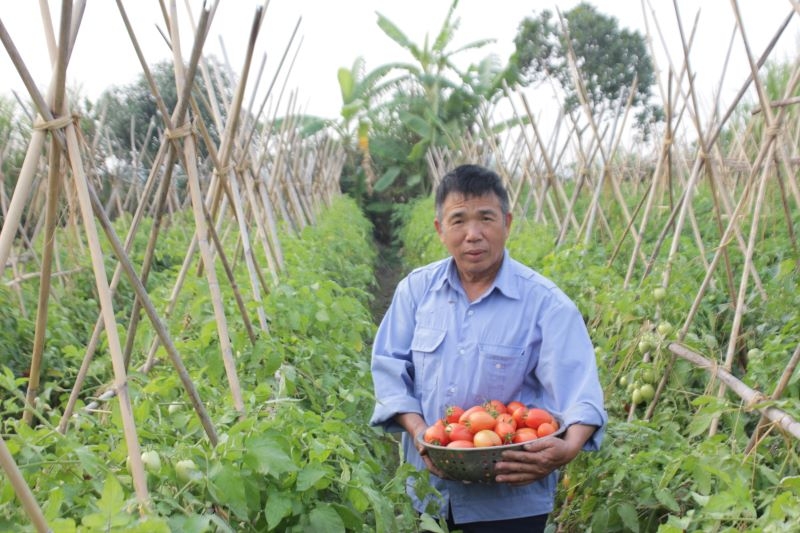 Sản phẩm rau, củ, quả của xã Thanh Xuân đã tham gia vào chuỗi liên kết, cho giá trị kinh tế cao.