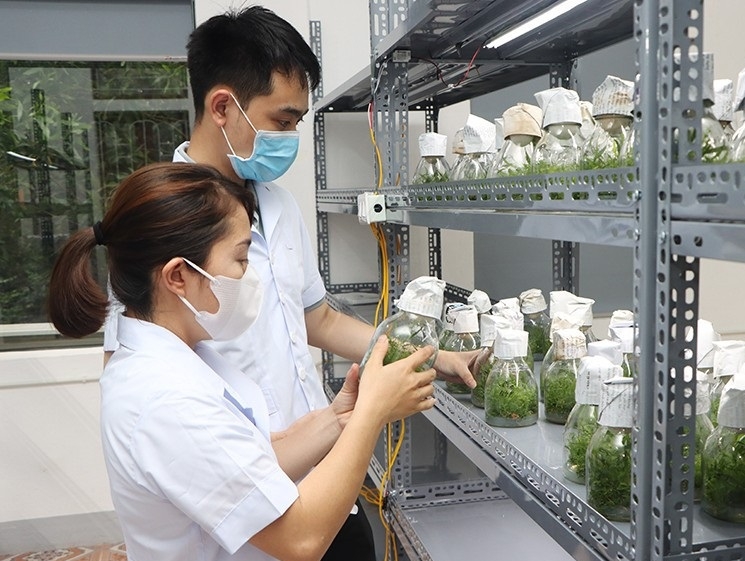 HTX Xuyên Sơn đã ứng dụng nuôi cấy mô sản xuất cây giống để cung cấp đầu vào tốt nhất cho bà con nông dân Hà Tĩnh và các tỉnh lân cận.