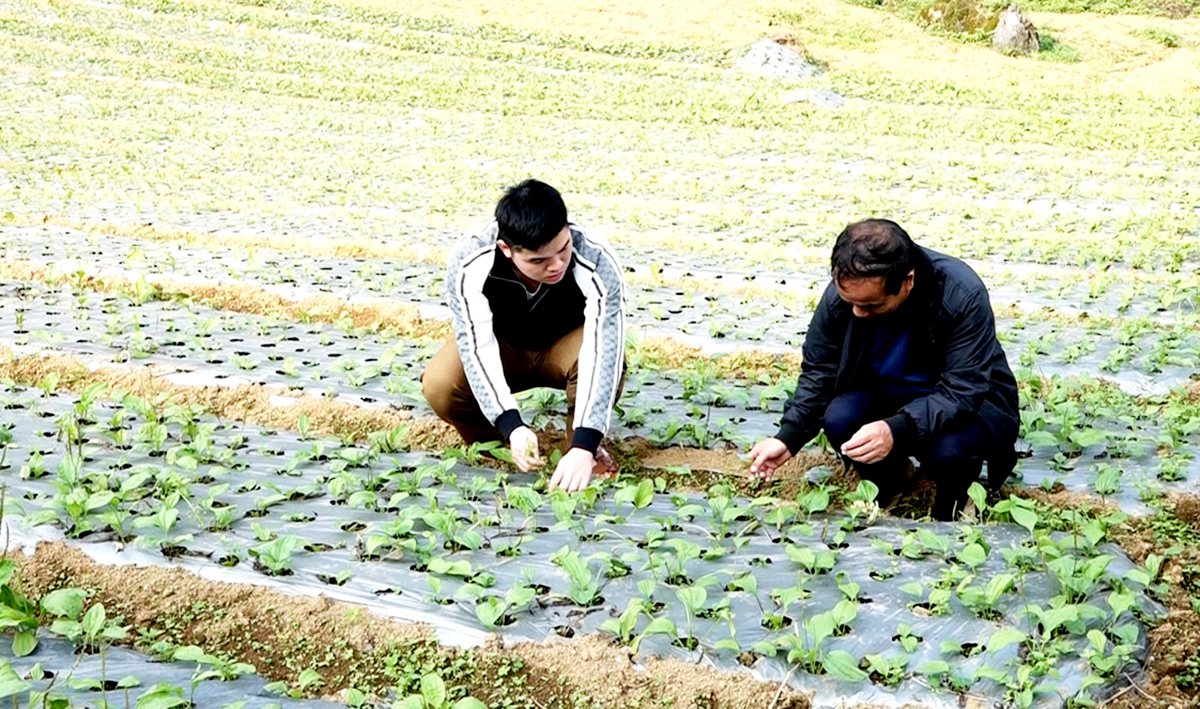Cây dược liệu đang mang lại cơ hội thoát nghèo, làm giàu cho người dân vùng núi đá Hà Giang &lpar;Ảnh: BHG&rpar;.