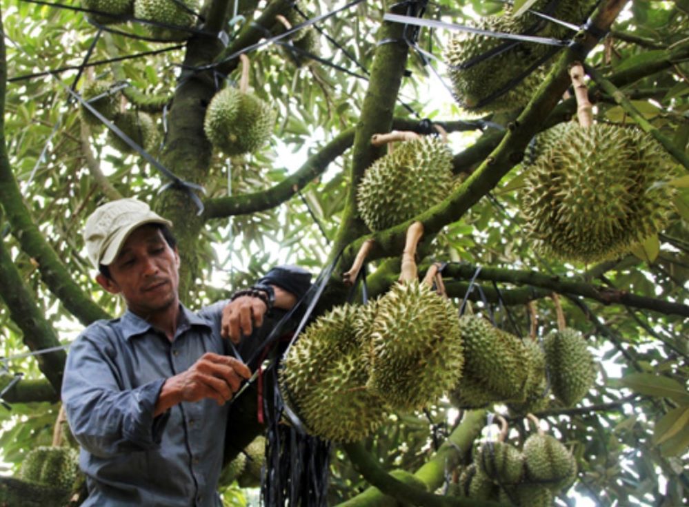 Ngày càng có nhiều tỷ phú trồng sầu riêng trên địa bàn huyện Krông Búk nói riêng, tỉnh Đắk Lắk nói chung.