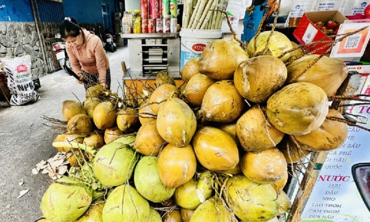 Dừa tươi tăng giá gấp đôi vẫn khan hiếm