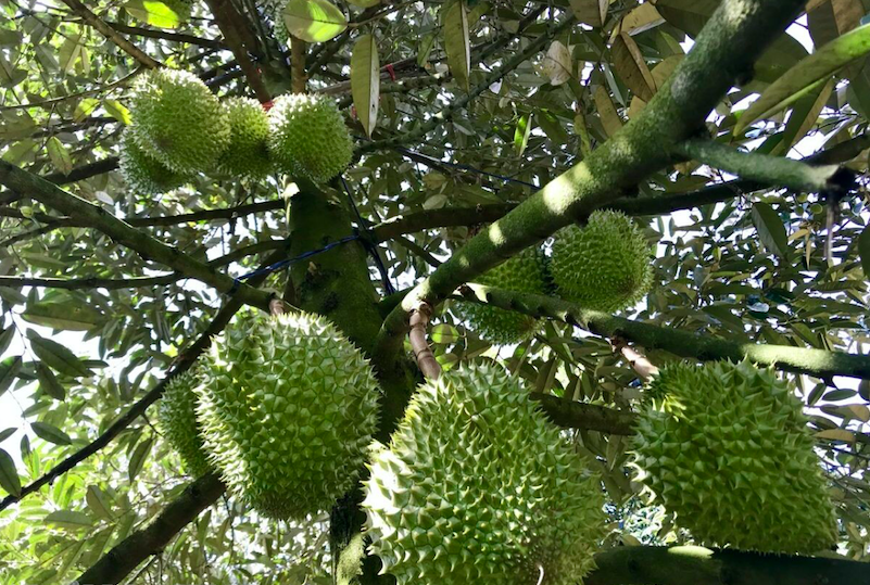 HTX Nông nghiệp Tân Phú liên kết trong sản xuất và tiêu thụ sầu riêng tươi giúp hàng trăm thành viên có cuộc sống ổn định.