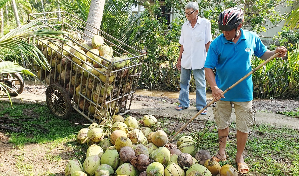 HTX Nông nghiệp Định Thủy thu gom dừa tại nhà người dân