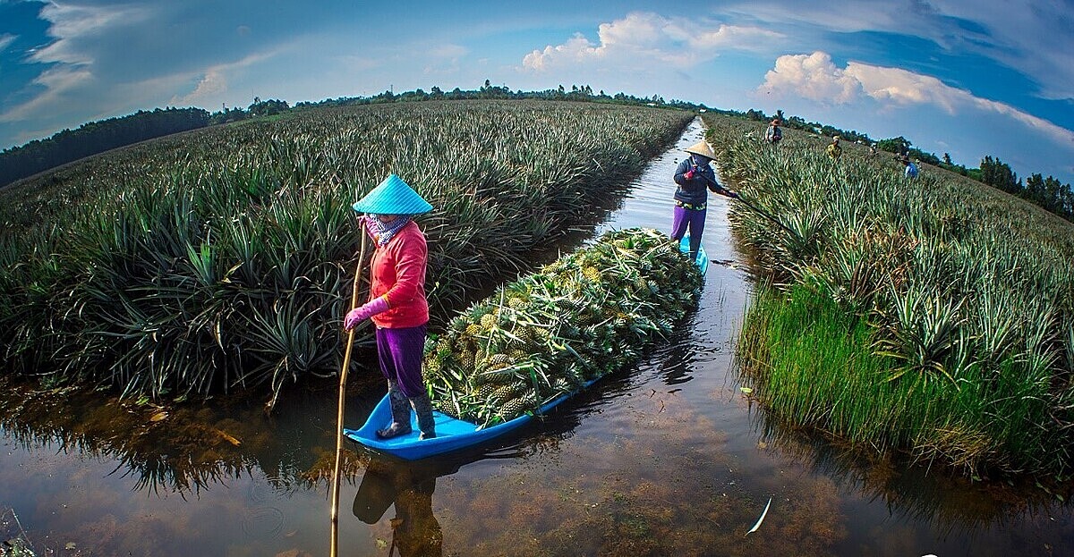 Cây khóm phát triển theo hướng hàng hóa giúp người dân nâng cao thu nhập.
