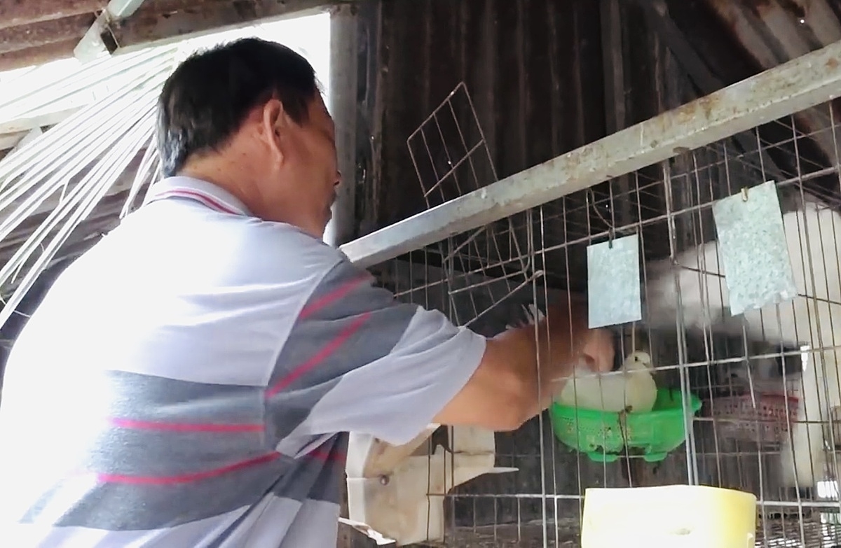 Nhiều người dân ở xã Thiện Nghiệp nuôi chim bồ câu Pháp dưới tán dừa vì hiệu quả kinh tế cao, hơn nữa rễ cây dừa phát triển theo chiều ngang nên hấp thụ phân chim rất nhanh.