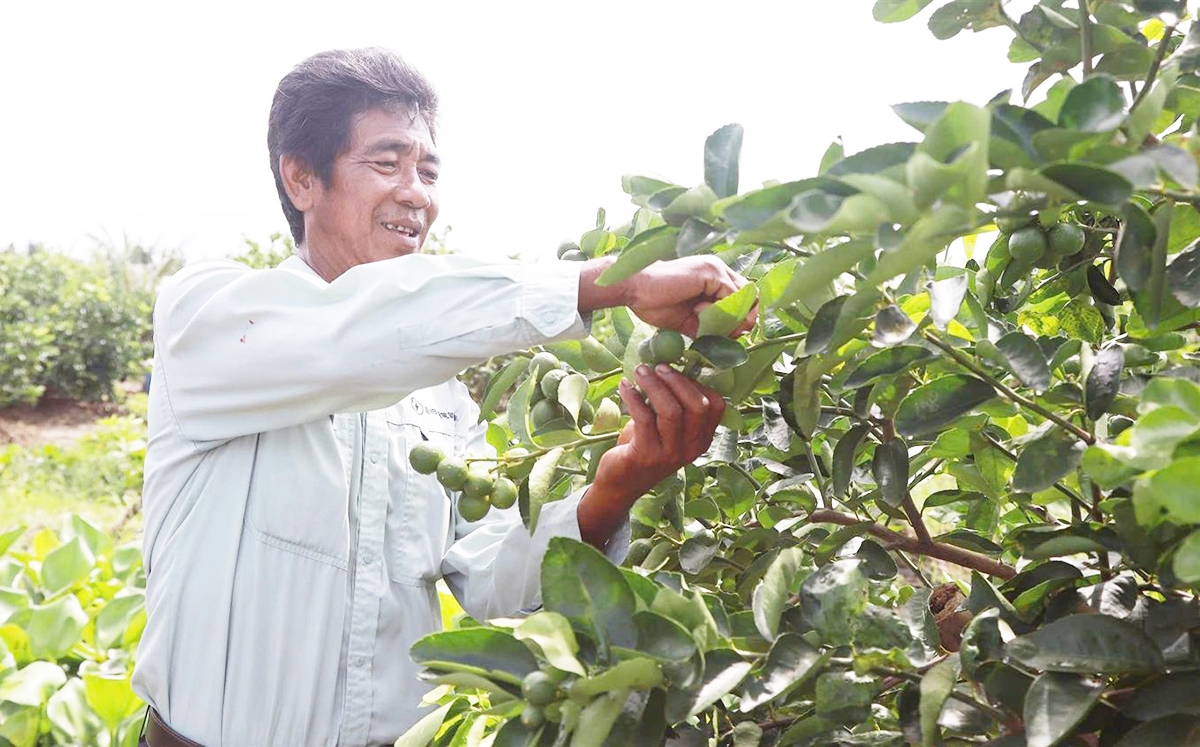 Làm nông thông minh giúp nông dân, HTX ở Càng Long nâng cao giá trị gia tăng.