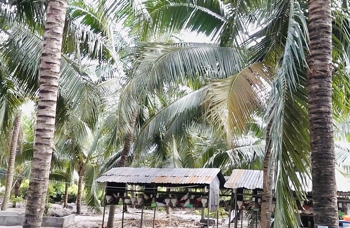 Chăn nuôi dưới tán dừa đang khẳng định tính hiệu quả, mang lại nguồn lợi lớn cho nông dân, HTX ở Phan Thiết.